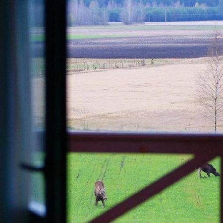 Losiowy Kat Гонёдз Экстерьер фото