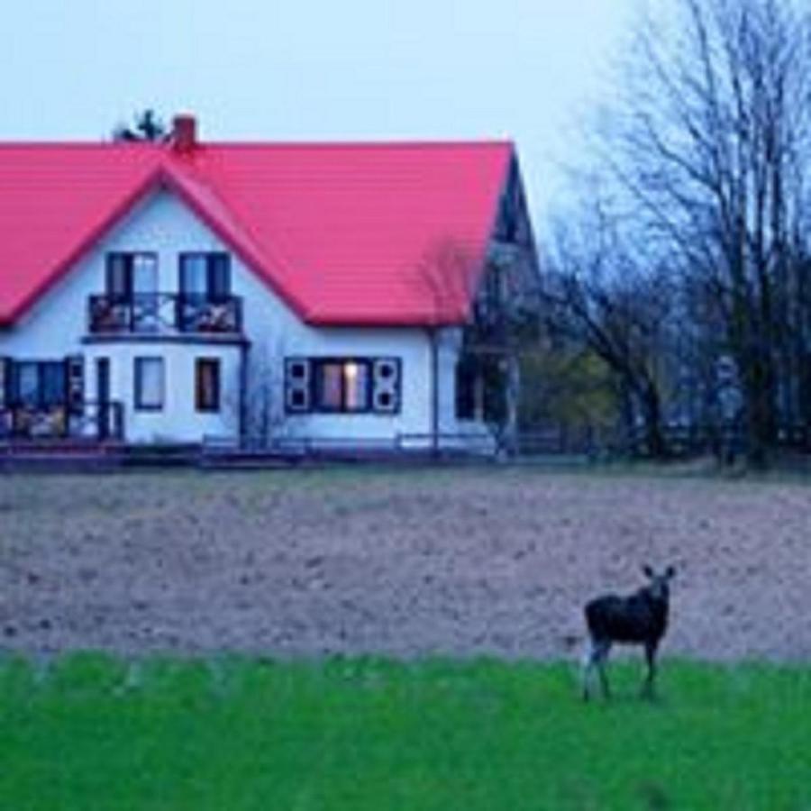 Losiowy Kat Гонёдз Экстерьер фото
